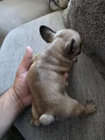 Mylee, a female French Bulldog for sale in Corona, CA – 8 of 10