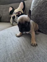 Mylee, a female French Bulldog for sale in Corona, CA – 10 of 10