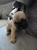 Mylee, a female French Bulldog for sale in Corona, CA – 6 of 10