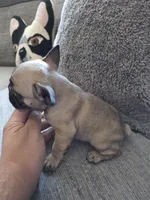 Mylee, a female French Bulldog for sale in Corona, CA – 9 of 10