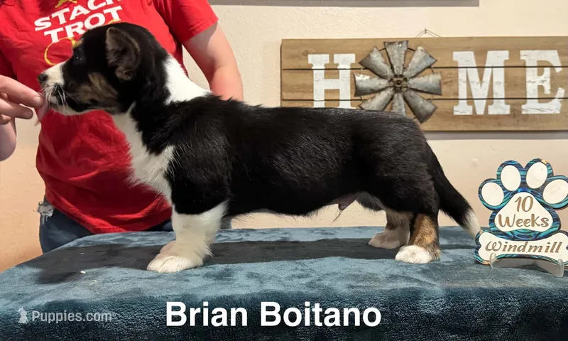 Brian  – Cardigan Welsh Corgi puppy for sale in Cumby, TX