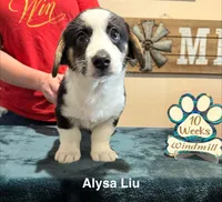 Alysa , a female Cardigan Welsh Corgi for sale in Cumby, TX – 2 of 4