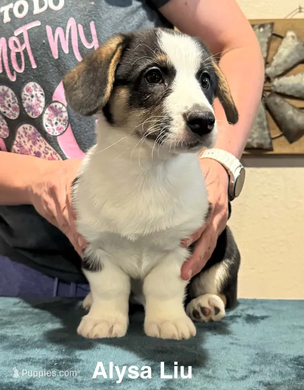 Alysa  – Cardigan Welsh Corgi puppy for sale in Cumby, TX