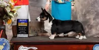 Brian , a male Cardigan Welsh Corgi for sale in Cumby, TX – 3 of 4