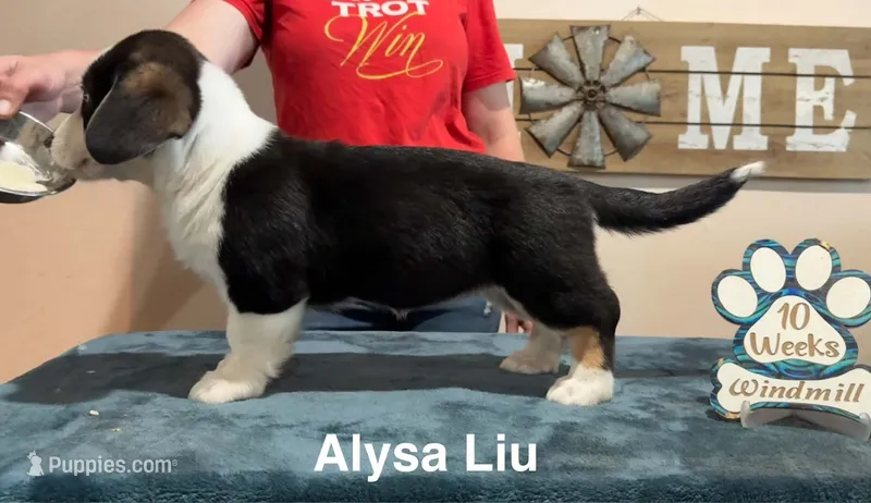 Alysa  – Cardigan Welsh Corgi puppy for sale in Cumby, TX