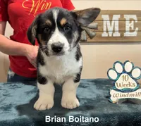 Brian , a male Cardigan Welsh Corgi for sale in Cumby, TX – 2 of 4