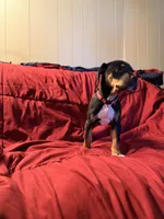Persephone, a female Catahoula Leopard Dog and German Shorthaired Pointer for sale in Washington Court House, OH – 3 of 3