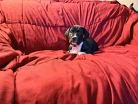 Hades, a male Catahoula Leopard Dog and German Shorthaired Pointer for sale in Washington Court House, OH – 2 of 4