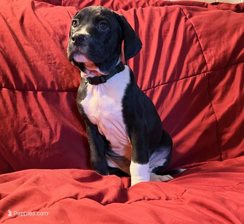 Hades – Catahoula Leopard Dog, German Shorthaired Pointer puppy for sale in Washington Court House, OH
