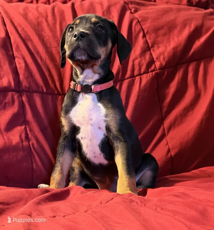 Persephone – Catahoula Leopard Dog, German Shorthaired Pointer puppy for sale in Washington Court House, OH