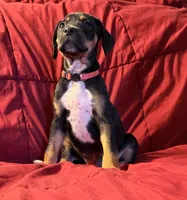 Persephone, a female Catahoula Leopard Dog and German Shorthaired Pointer for sale in Washington Court House, OH – 1 of 3