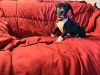 Hades, a male Catahoula Leopard Dog and German Shorthaired Pointer for sale in Washington Court House, OH – 3 of 4
