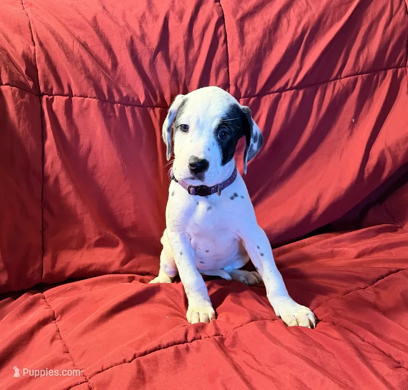 Hera – Catahoula Leopard Dog, German Shorthaired Pointer puppy for sale in Washington Court House, OH