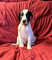 Apollo, a male Catahoula Leopard Dog and German Shorthaired Pointer for sale in Washington Court House, OH – 1 of 3