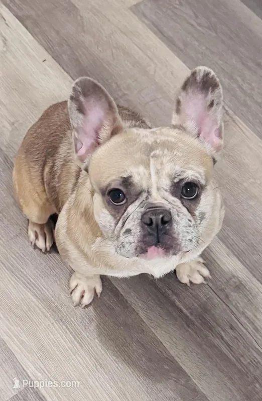 Layla – French Bulldog puppy for sale in Detroit, MI