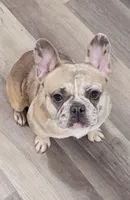 Layla, a female French Bulldog for sale in Detroit, MI – Photo 1 of 2