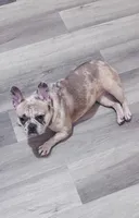 Layla, a female French Bulldog for sale in Detroit, MI – Photo 2 of 2