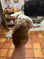 Green, a male Boston Terrier for sale in Cleveland, TX – Photo 2 of 5