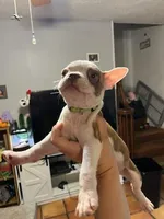 Green, a male Boston Terrier for sale in Cleveland, TX – Photo 3 of 5