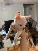 Green, a male Boston Terrier for sale in Cleveland, TX – Photo 4 of 5