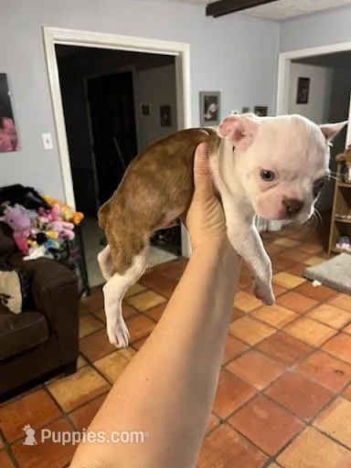 Green – Boston Terrier puppy for sale in Cleveland, TX