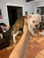 Green, a male Boston Terrier for sale in Cleveland, TX – Photo 1 of 5