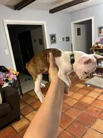 Green, a male Boston Terrier for sale in Cleveland, TX – Photo 5 of 5