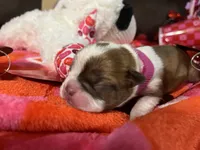 Pink, a female Boston Terrier for sale in Cleveland, TX – Photo 6 of 10