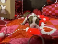 Pink, a female Boston Terrier for sale in Cleveland, TX – Photo 5 of 10