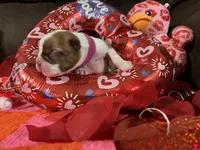 Pink, a female Boston Terrier for sale in Cleveland, TX – Photo 10 of 10