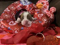 Pink, a female Boston Terrier for sale in Cleveland, TX – Photo 9 of 10