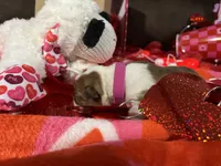 Pink, a female Boston Terrier for sale in Cleveland, TX – Photo 3 of 10