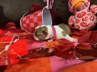 Pink, a female Boston Terrier for sale in Cleveland, TX – Photo 7 of 10