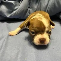 White, a female Boston Terrier for sale in Cleveland, TX – Photo 2 of 8