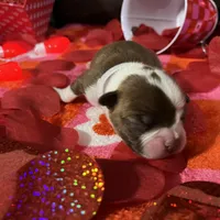 White, a female Boston Terrier for sale in Cleveland, TX – Photo 8 of 8