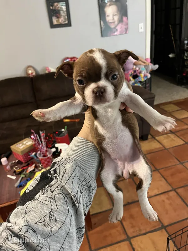 White – Boston Terrier puppy for sale in Cleveland, TX