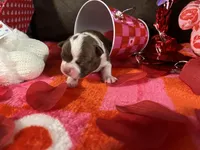 White, a female Boston Terrier for sale in Cleveland, TX – Photo 4 of 10