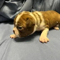 White, a female Boston Terrier for sale in Cleveland, TX – Photo 3 of 8