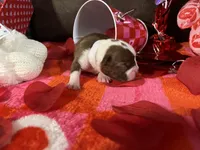 White, a female Boston Terrier for sale in Cleveland, TX – Photo 5 of 10