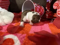 White, a female Boston Terrier for sale in Cleveland, TX – Photo 10 of 10