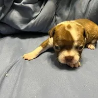 White, a female Boston Terrier for sale in Cleveland, TX – Photo 4 of 8