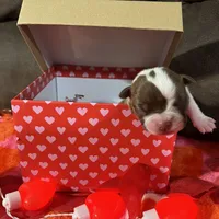 White, a female Boston Terrier for sale in Cleveland, TX – Photo 7 of 8