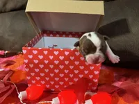 White, a female Boston Terrier for sale in Cleveland, TX – Photo 7 of 10