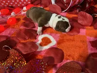 White, a female Boston Terrier for sale in Cleveland, TX – Photo 6 of 10