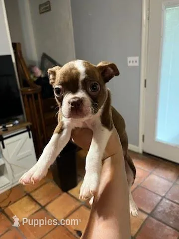 White – Boston Terrier puppy for sale in Cleveland, TX