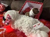 White, a female Boston Terrier for sale in Cleveland, TX – Photo 9 of 10