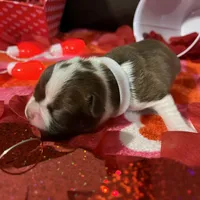 White, a female Boston Terrier for sale in Cleveland, TX – Photo 5 of 8