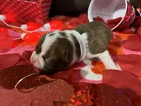 White, a female Boston Terrier for sale in Cleveland, TX – Photo 1 of 10