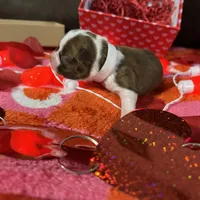 White, a female Boston Terrier for sale in Cleveland, TX – Photo 6 of 8