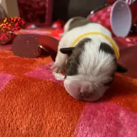 Yellow, a female Boston Terrier for sale in Cleveland, TX – Photo 8 of 10